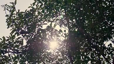 4k实拍阳光照射树叶小花视频的预览图